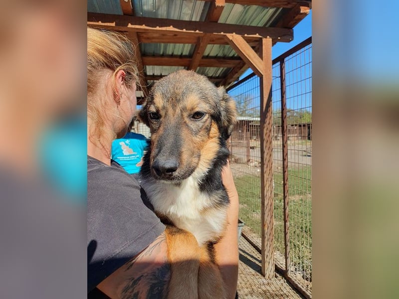 ♥MILO♥ entzückender, verschmuster, sportlicher Junghund; der ideale Familienhund - mittelgroß