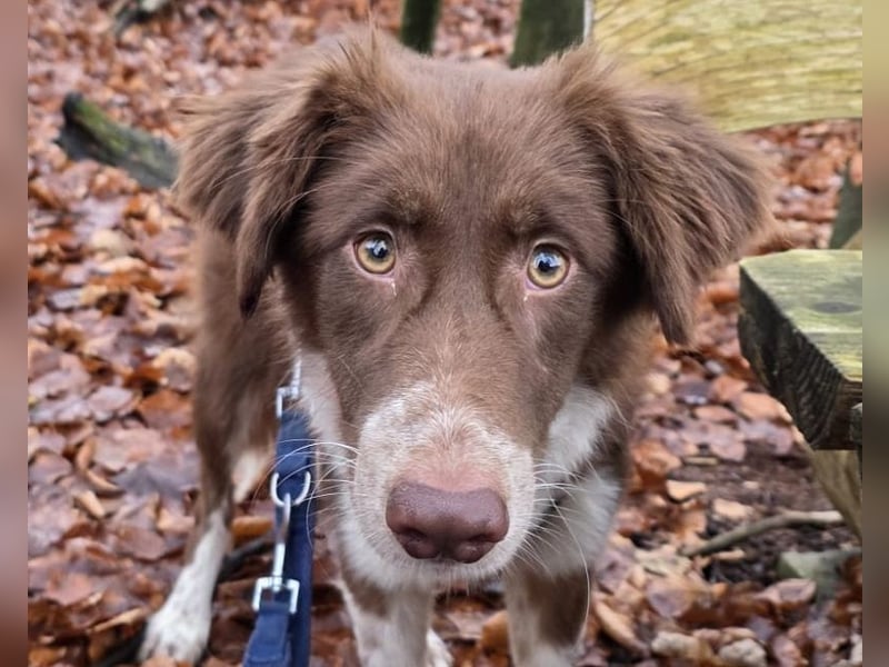 ♥LYRA♥ neu auf Pflegestelle bei Leverkusen - wunderschöne, ganz liebe, sensible Seele 53 cm