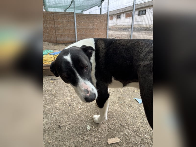⭐️GERDI⭐️, herzliche Hündin, 2,5 Jahre, 57 cm, Mischling, Tierschutz Rumänien