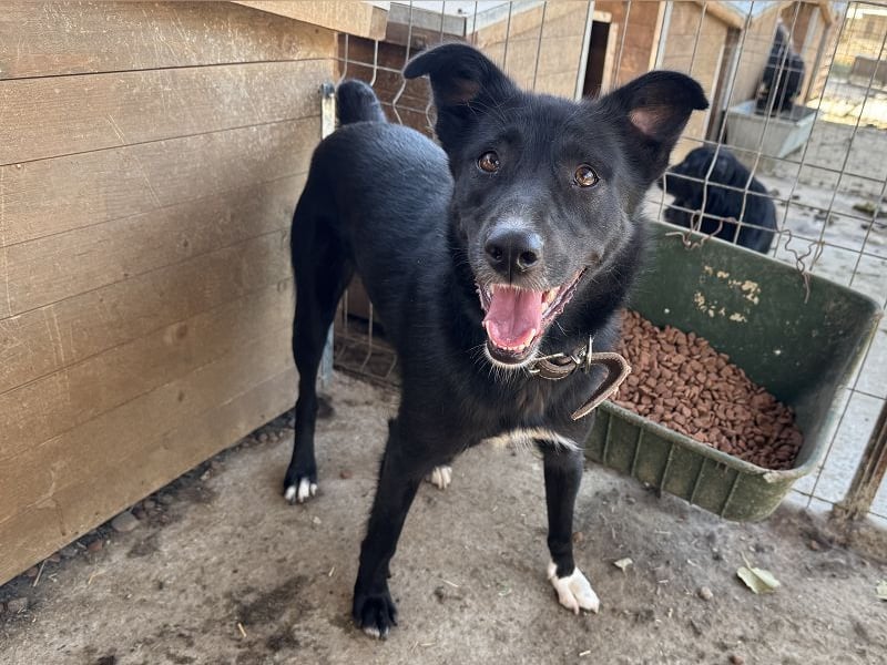 ♥TABEA♥ so liebe,verschmuste, lustige Hündin,die von ihrem Besitzer im Tierheim abgegeben wurde 57cm