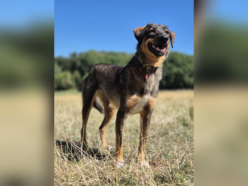 AMY, liebe Frohnatur, 2,5 Jahre, 59 cm, Mischling, Pflegestelle 57635, Tierschutz Rumänien