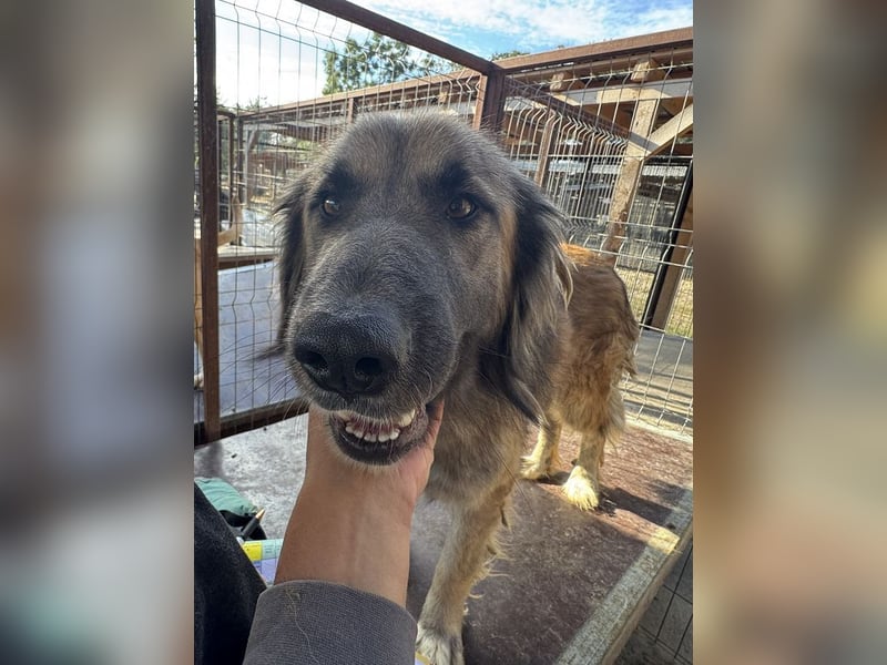 ♥TRUFFLES♥ wunderschöner, verschmuster,sanfter, anhänglicher Herdenschutzrüde mit längerem Fell 59cm
