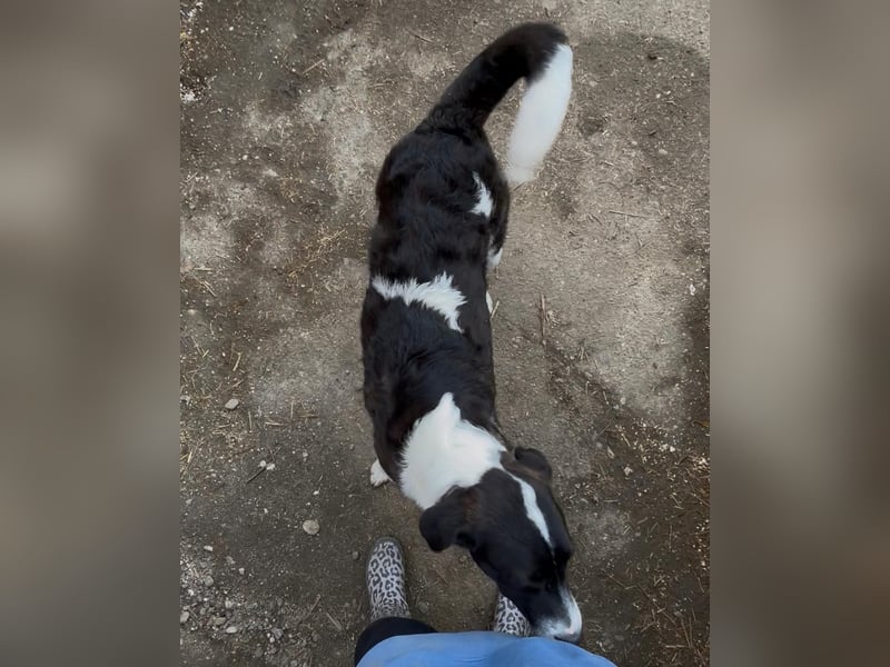 ⭐️SKIZZO⭐️, lieber Hundejunge, Rüde, 1 Jahr, 53 cm, Mischling, Tierschutz Rumänien