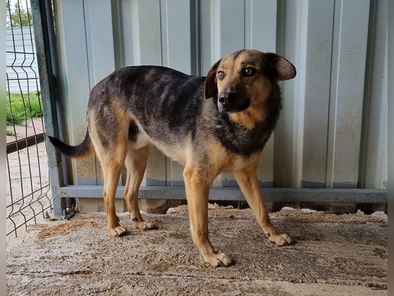 ♥BENJI♥ wunderbarer Rüde: verschmust, anhänglich, ganz lieb 52 cm