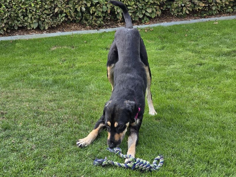 NOTFALL ♥STELLA♥ neu auf Pflegest bei Leverkusen -unglaublich menschenbezogene, zu dünne Hündin 60cm