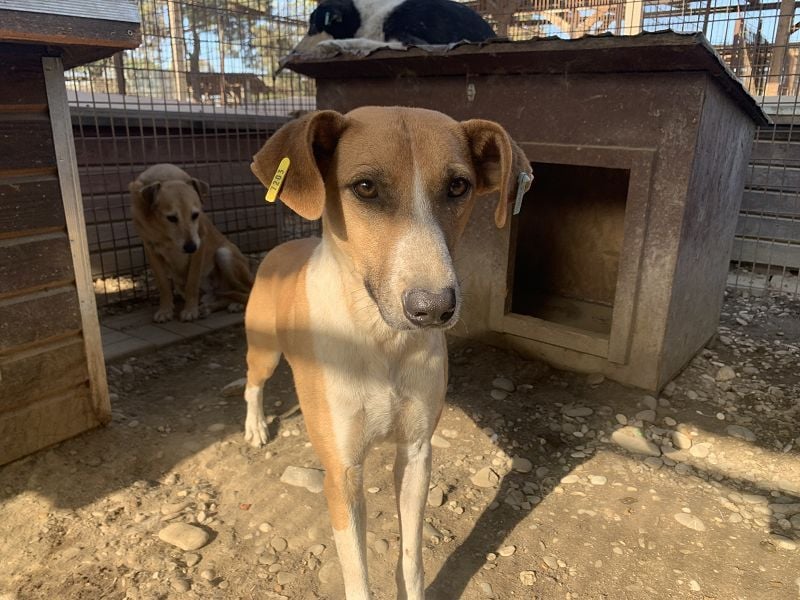 ♥OLIVIA♥ zuckersüße, sehr liebe Hündin, die im Tierheim anfangs noch vorsichtig ist 59 cm