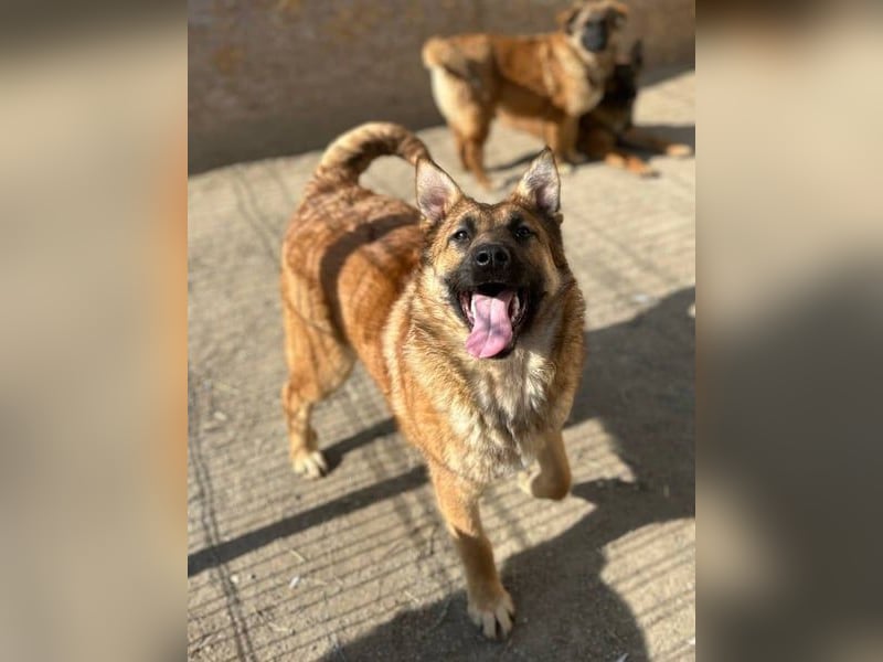 ⭐️TINNI⭐️, tolle Malinois-Mix Hündin, 1 Jahr, 53 cm, Mischling, Tierschutz Rumänien