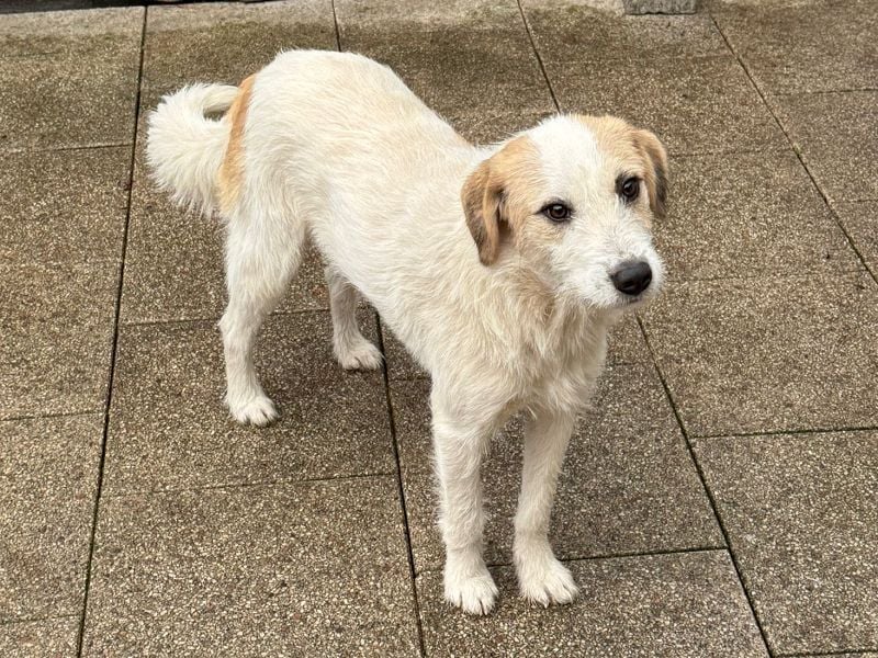 ♥MARLON♥ auf Pflegestelle bei Köln - hübscher, sehr menschenbezogener, kluger und aktiver Rüde 54 cm