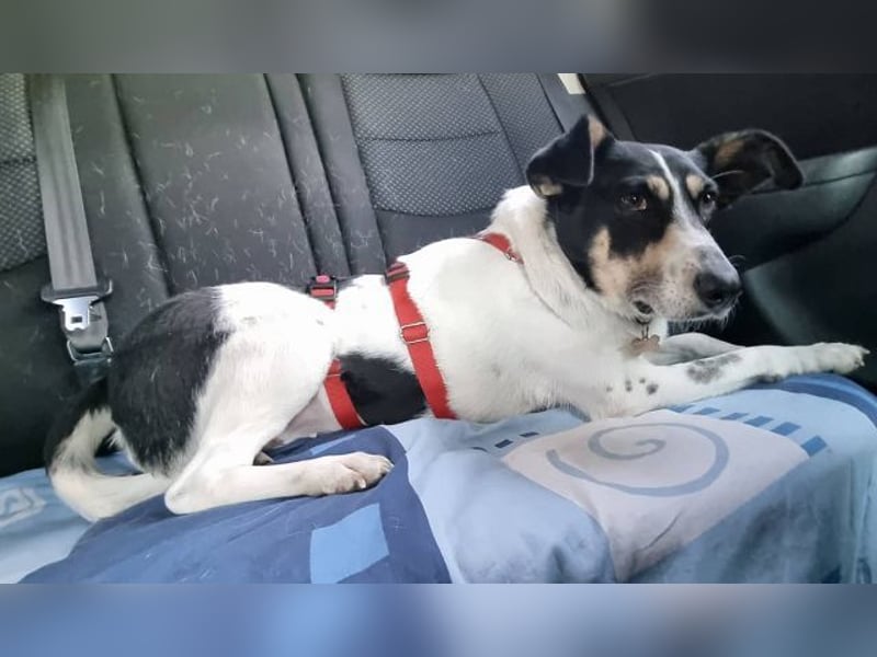 ♥AMANDA♥ auf Pflegestelle in Köln - süße, verschmuste, aktive Hündin 54 cm