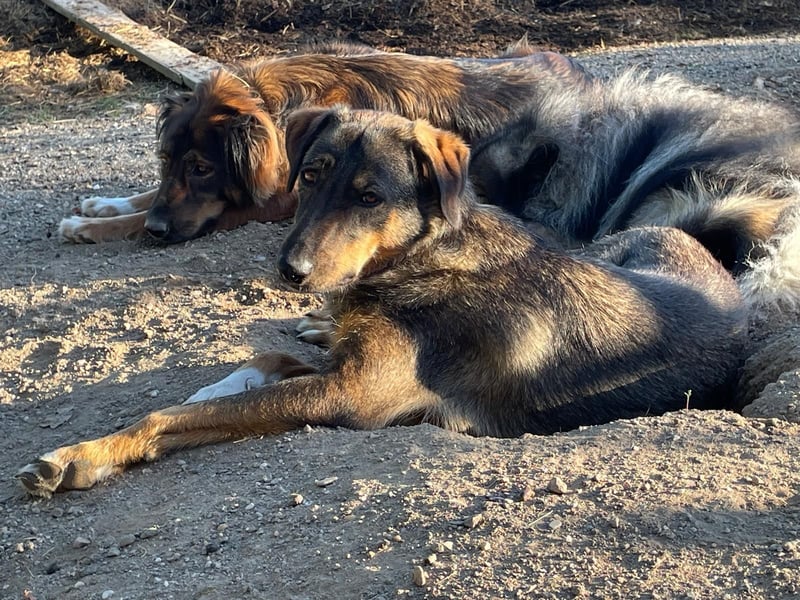 AMY, liebe Frohnatur, 2,5 Jahre, 59 cm, Mischling, Pflegestelle 57635, Tierschutz Rumänien