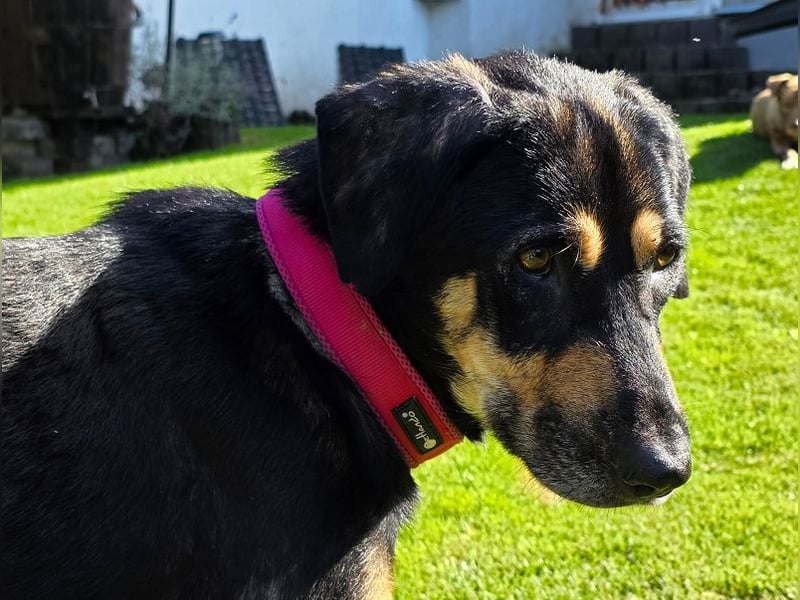 NOTFALL ♥STELLA♥ neu auf Pflegest bei Leverkusen -unglaublich menschenbezogene, zu dünne Hündin 60cm