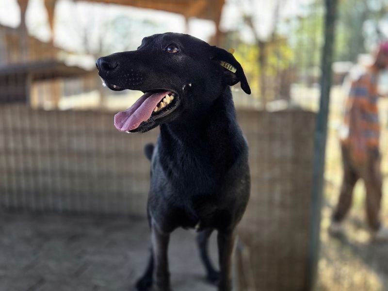 ♥DORINA♥ unglaubliche liebevolle, verschmuste Hündin, die die menschliche Nähe so vermisst 53 cm