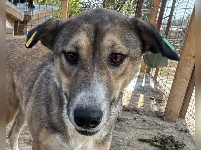 ♥TORA♥ unglaublich liebe, sehr aufgeschlossene, verschmuste Hündin - einfach ein Schatz 56 cm