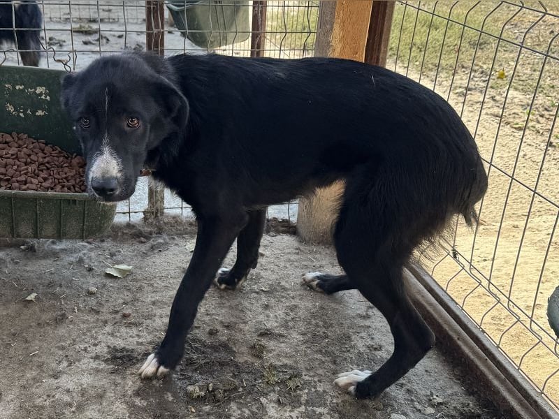 ♥TESSA♥ so liebe, zarte, sensible Hündin, die von ihrem Besitzer im Tierheim abgegeben wurde 58 cm