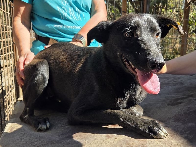 ♥LANA♥ viel zu dünne, sanfte, zarte Seele mit einer stillen und liebevollen Art 52 cm