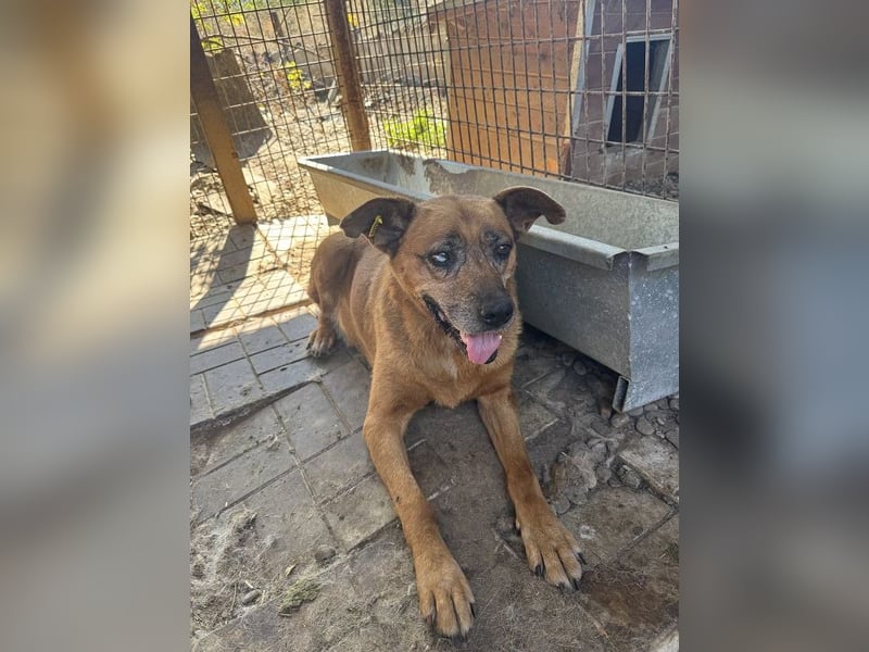 NOTFALL ♥LITCHIE♥ süße, verschmuste, tolle Seniorhündin, für die wir einen Gnadenplatz suchen 56 cm