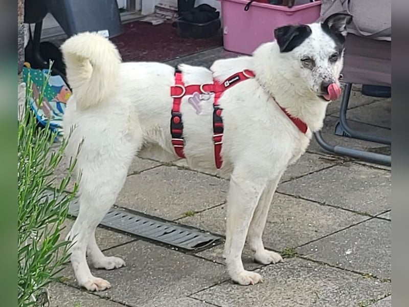 ♥KOBOLD♥ auf Pflegestelle in Essen - hübscher, ganz lieber, sensibler Hundejunge 51 cm