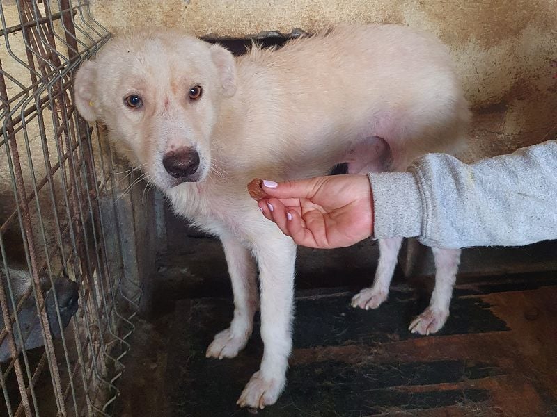 ♥MICHA♥ süßer, ganz sanfter, zurückhaltender, aber völlig erschöpfter und viel zu dünner Rüde 53 cm