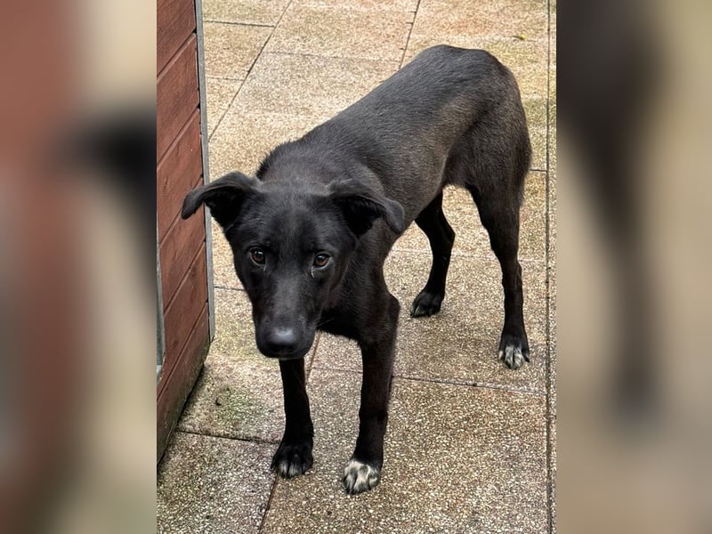 ♥LANA♥ neu auf Pflegestelle bei Köln - bewegungsfreudige, offene schwarze Schönheit 56cm