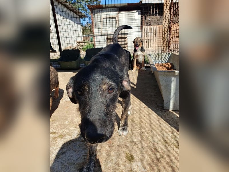 ♥GINGER♥ verspielte, sportliche, leider zu dünne, tolle Junghündin voller Lebenslust - mittelgroß