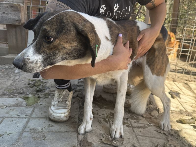 ♥NORA♥ hübsche, weiß-braun-gefleckte, noch zurückhaltende süße Maus 51 cm