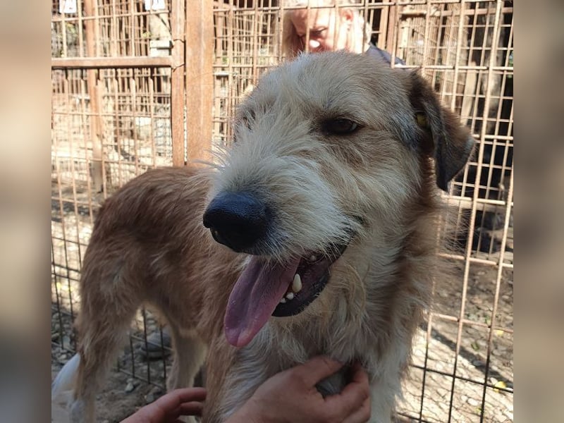 ♥CHAP♥ hübscher, ganz zutraulicher und neugieriger Gute-Laune-Hund 57 cm