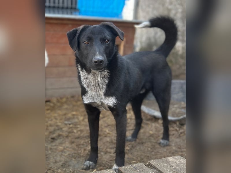 ⭐️SMOKY⭐️, sportlicher Rüde, 1,5 Jahre, 52 cm, Mischling, Tierschutz Rumänien