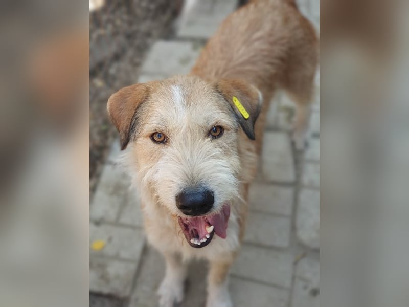♥CHAP♥ hübscher, ganz zutraulicher und neugieriger Gute-Laune-Hund 57 cm