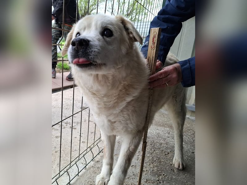 ♥FRANZ♥ ganz lieber, ruhiger, dankbarer Plüschhund, der ein Leben voller Entbehrungen hatte 52 cm