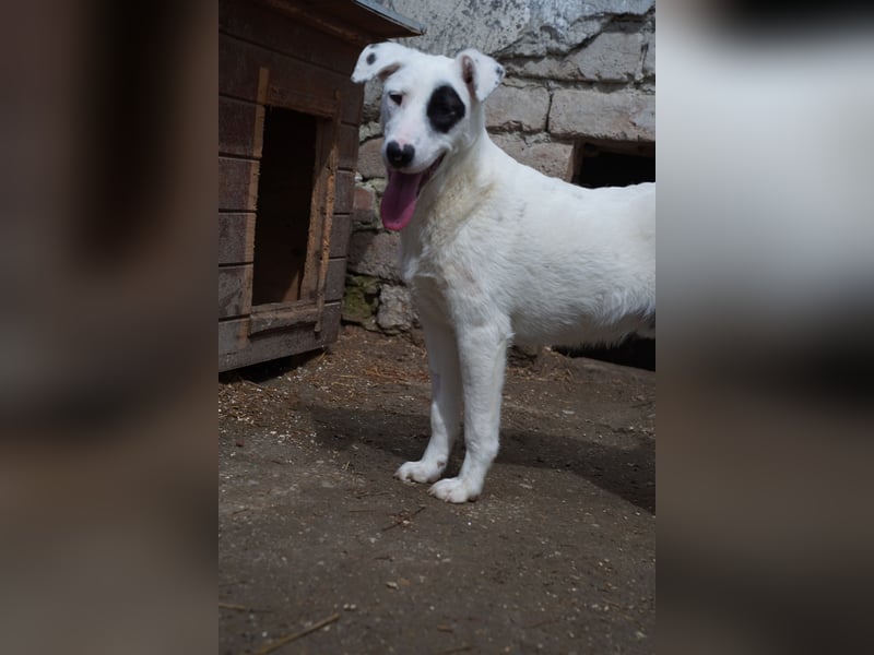 ⭐SHOTO⭐, schüchterner Schatz, 11 Monate, 55 cm, Mischling, Tierschutz Rumänien