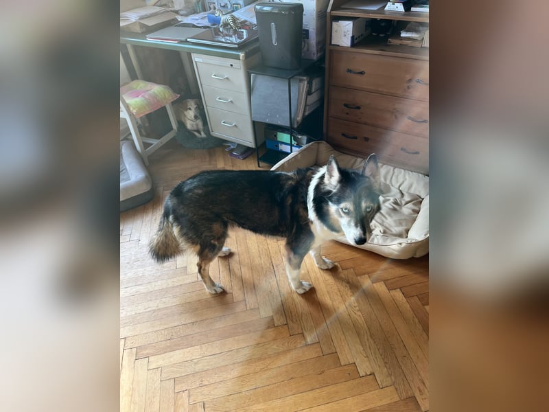 PUCKI, Husky-Border Collie-Mix, 7 Jahre, 60 cm, Pflegestelle Düsseldorf, Tierschutz