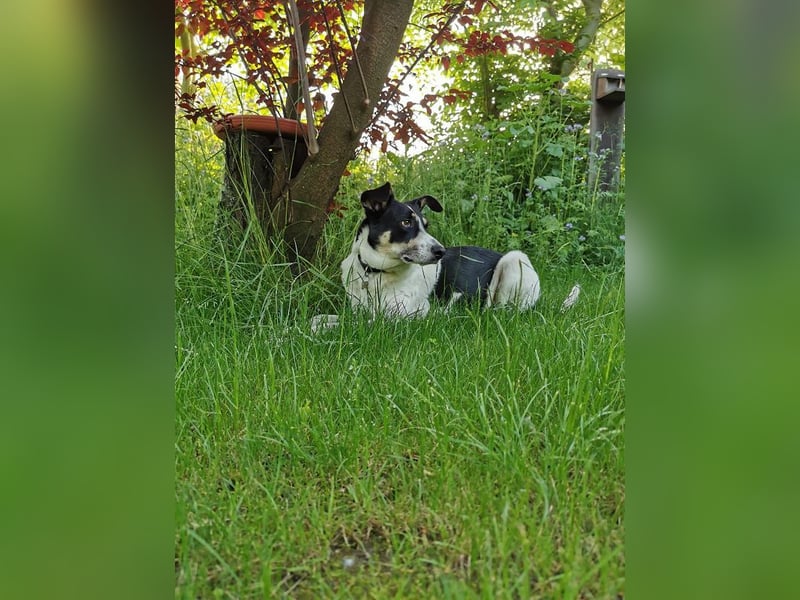 ♥AMANDA♥ auf Pflegestelle in Köln - süße, verschmuste und unkomplizierte Hündin 54 cm