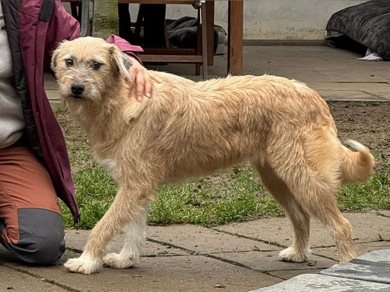 ♥CONNY♥ neu auf Pflegestelle bei Köln - zuckersüße, verschmuste, sensible Hündin 55 cm