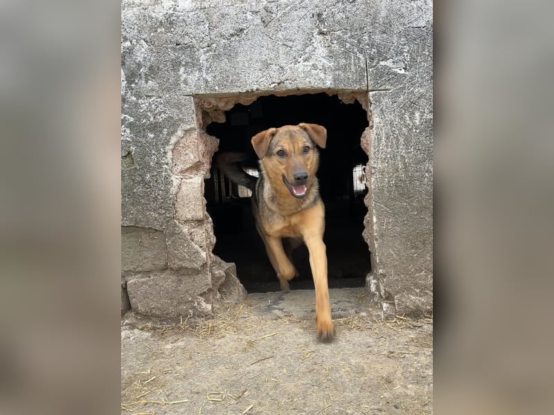 ⭐️WUMMEL⭐️, toller Hundekumpel, Rüde, 2,5 Jahre, 52 cm, Mischling, Tierschutz Rumänien