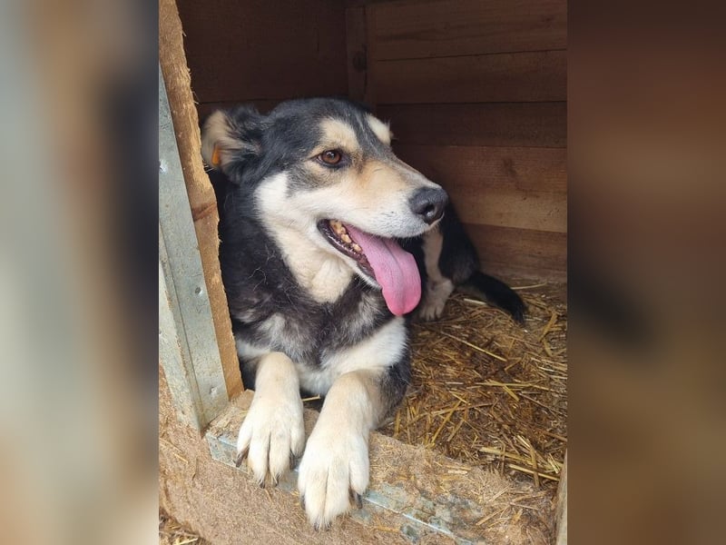 ♥EDANA♥ wunderschöne, tolle Hündin, die im Zwinger sehr eingeschüchtert wird 57 cm