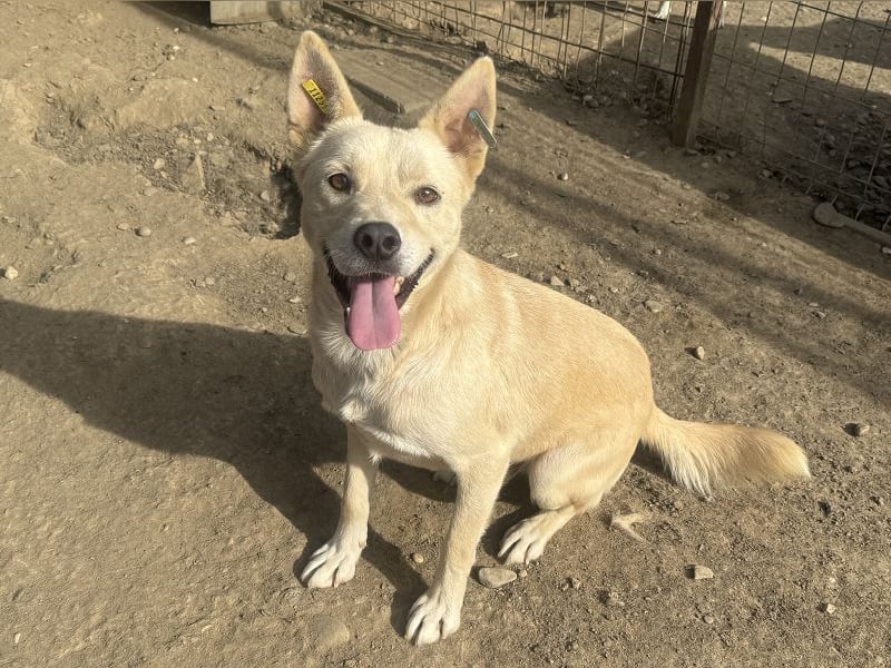 ♥TIMMY♥ wunderbarer, lieber netter Rüde, der uns Menschen richtig gern mag 51 cm