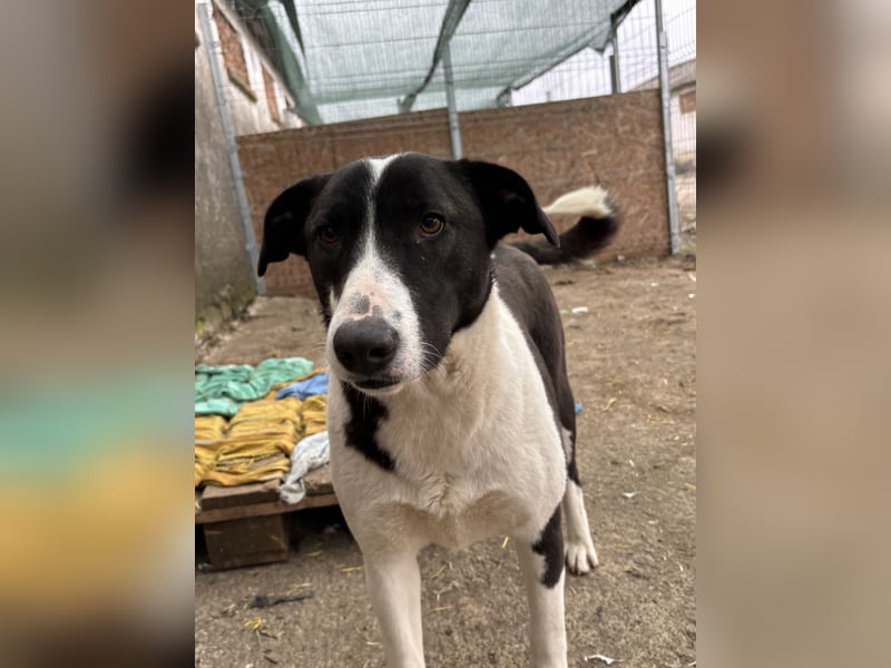 ⭐️GERDI⭐️, herzliche Hündin, 2,5 Jahre, 57 cm, Mischling, Tierschutz Rumänien