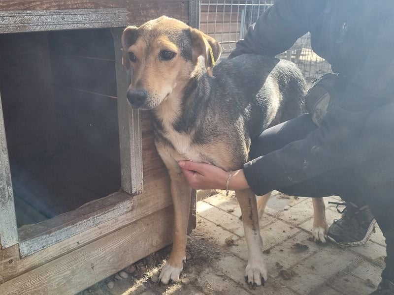 ♥STELLA♥ wunderbare, sehr liebe Seele von einer Hündin 53 cm