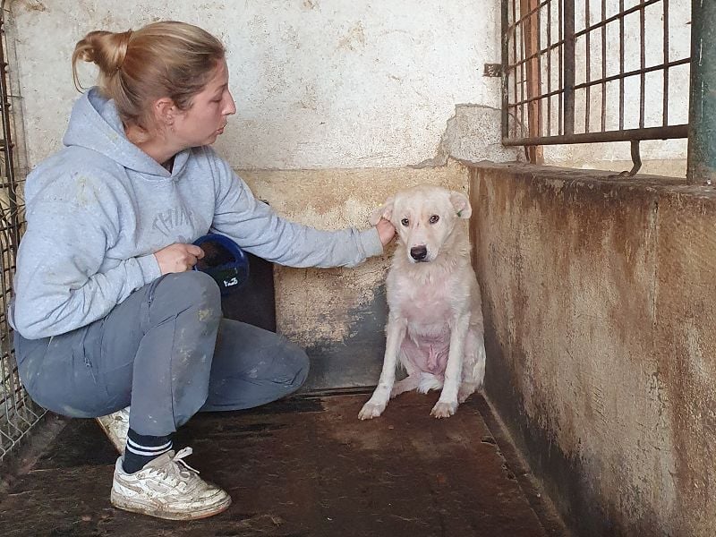 ♥MICHA♥ süßer, ganz sanfter, zurückhaltender, aber völlig erschöpfter und viel zu dünner Rüde 53 cm