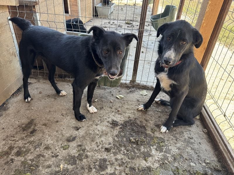 ♥TESSA♥ so liebe, zarte, sensible Hündin, die von ihrem Besitzer im Tierheim abgegeben wurde 58 cm