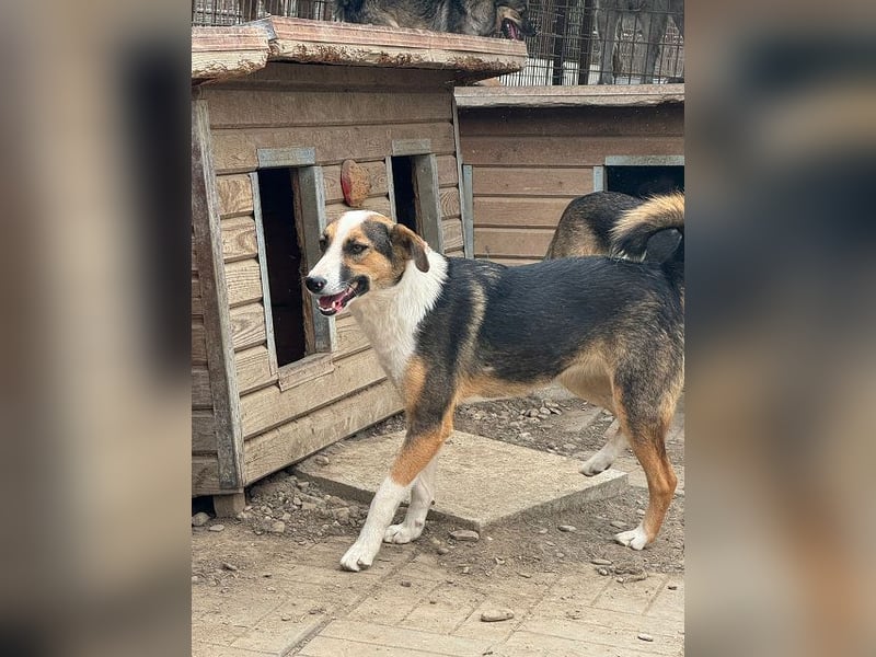 ♥ELDA♥ besonders schöne tricolor-farbene, ganz liebe, sanfte Junghündin von schlanker Statur 53 cm