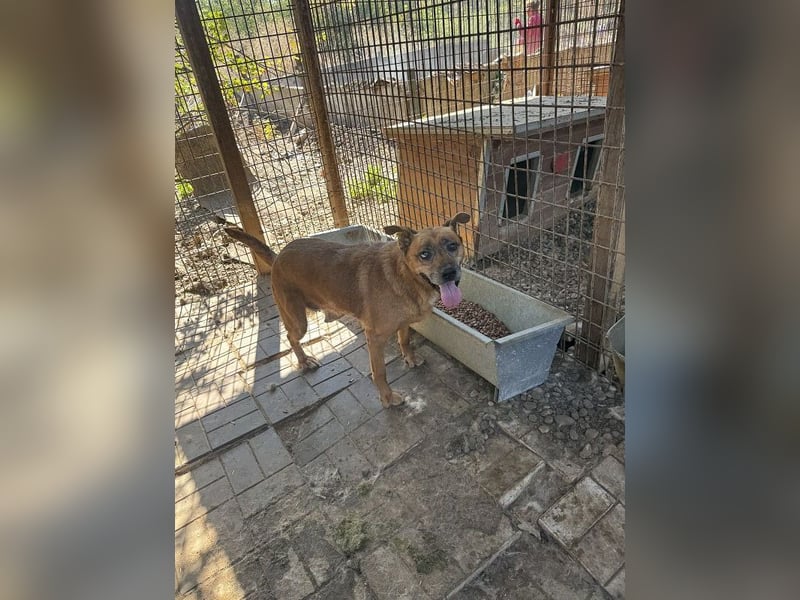 NOTFALL ♥LITCHIE♥ süße, verschmuste, tolle Seniorhündin, für die wir einen Gnadenplatz suchen 56 cm