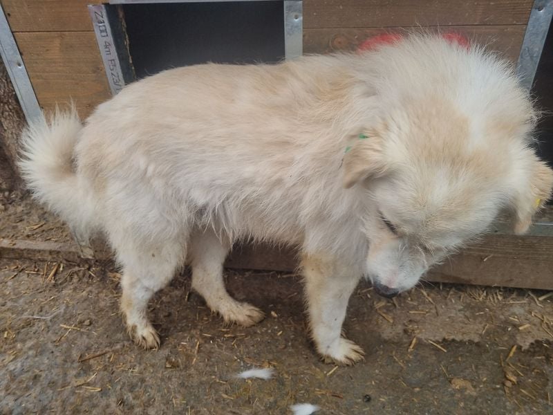 ♥TIBO♥ hübscher, süßer, sehr zutraulicher Rüde 55 cm