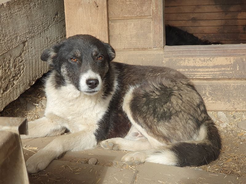 ♥RAMON♥ verschmuster, sehr menschenbezogener, ruhiger Rüde 51 cm