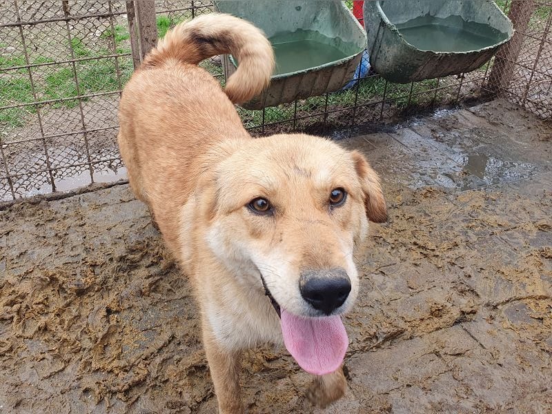 ♥NAEMI♥ ganz aufgeschlossene, verspielte, witzige Hündin 53 cm - ein echter Sonnenschein