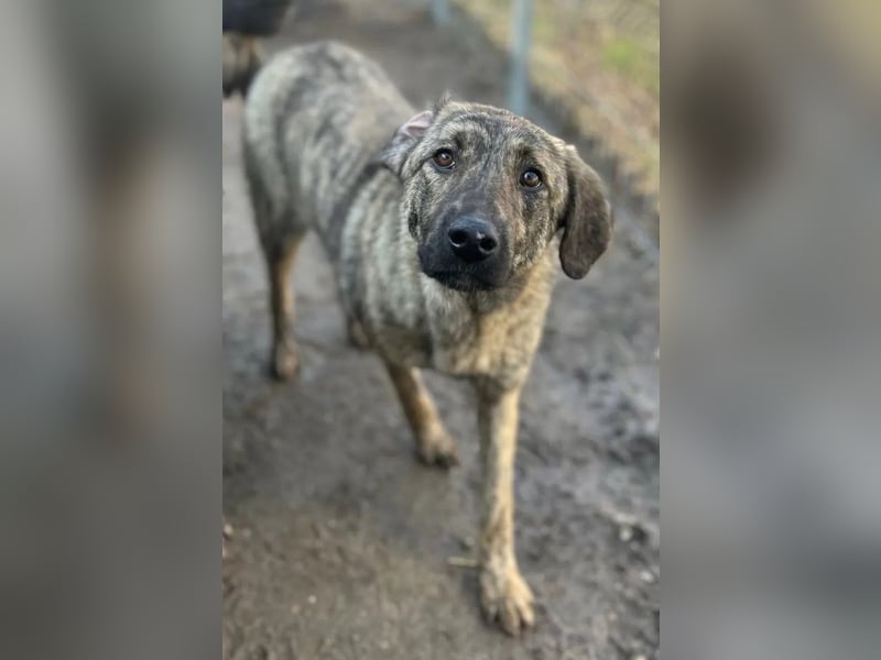 ⭐HELEN⭐, schüchterne Hündin, 1 Jahr, 53 cm, Herdenschutz-Mischling, Tierschutz Rumänien