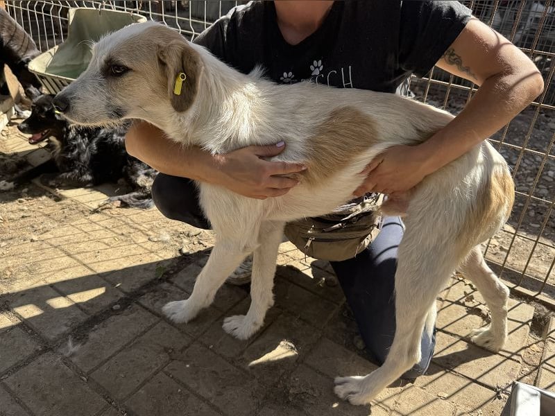 ♥MARLON♥ neu auf Pflegestelle bei Köln - lieber, zurückhaltender, zu dünner Drahthaar-Rüde 54cm