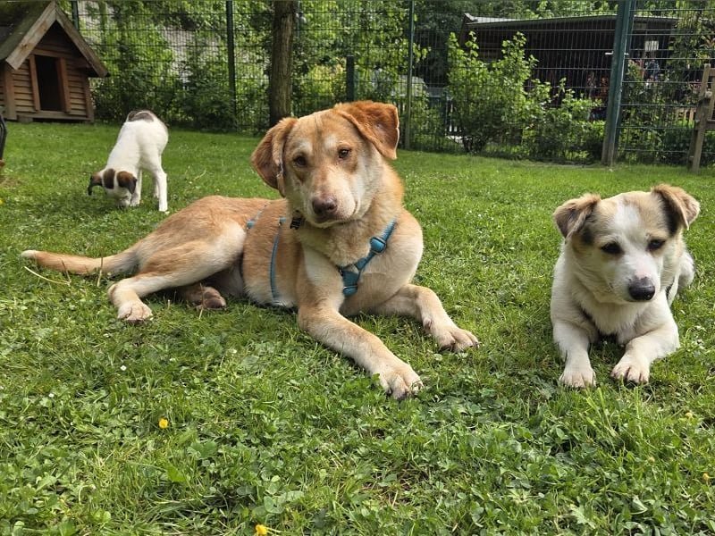 ♥GHANDI♥ neu auf Pflegestelle bei Köln - wunderbarer, ganz menschenbezogener Rüde 57 cm