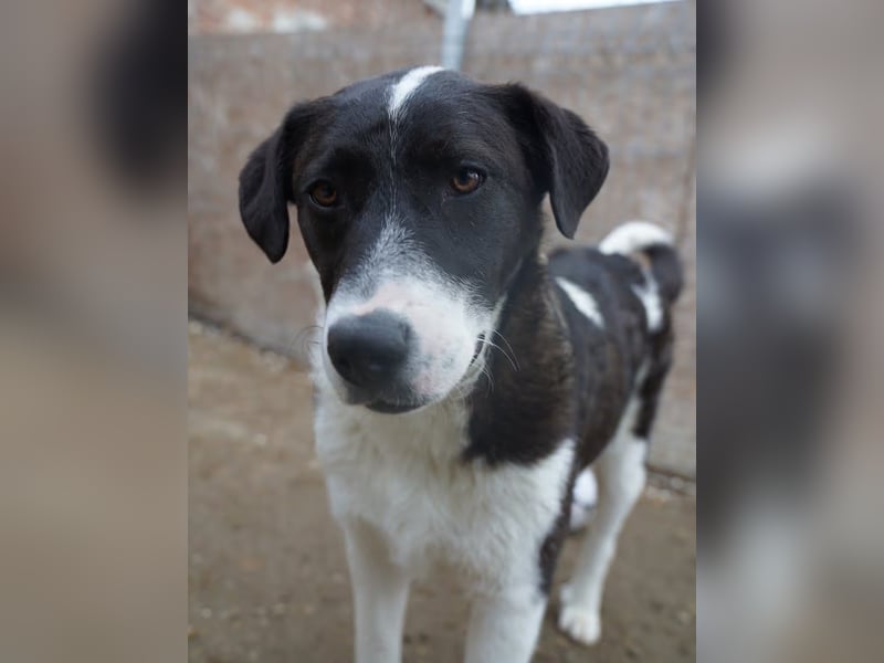 ⭐SKIZZO⭐, lieber Rüde, 11 Monate, 53 cm, Mischling, Tierschutz Rumänien