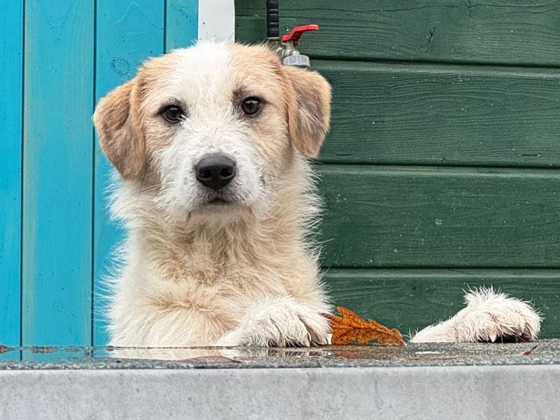 ♥MARLON♥ neu auf Pflegestelle bei Köln -hübscher, sehr menschenbezogener, kluger Drahthaar-Rüde 54cm